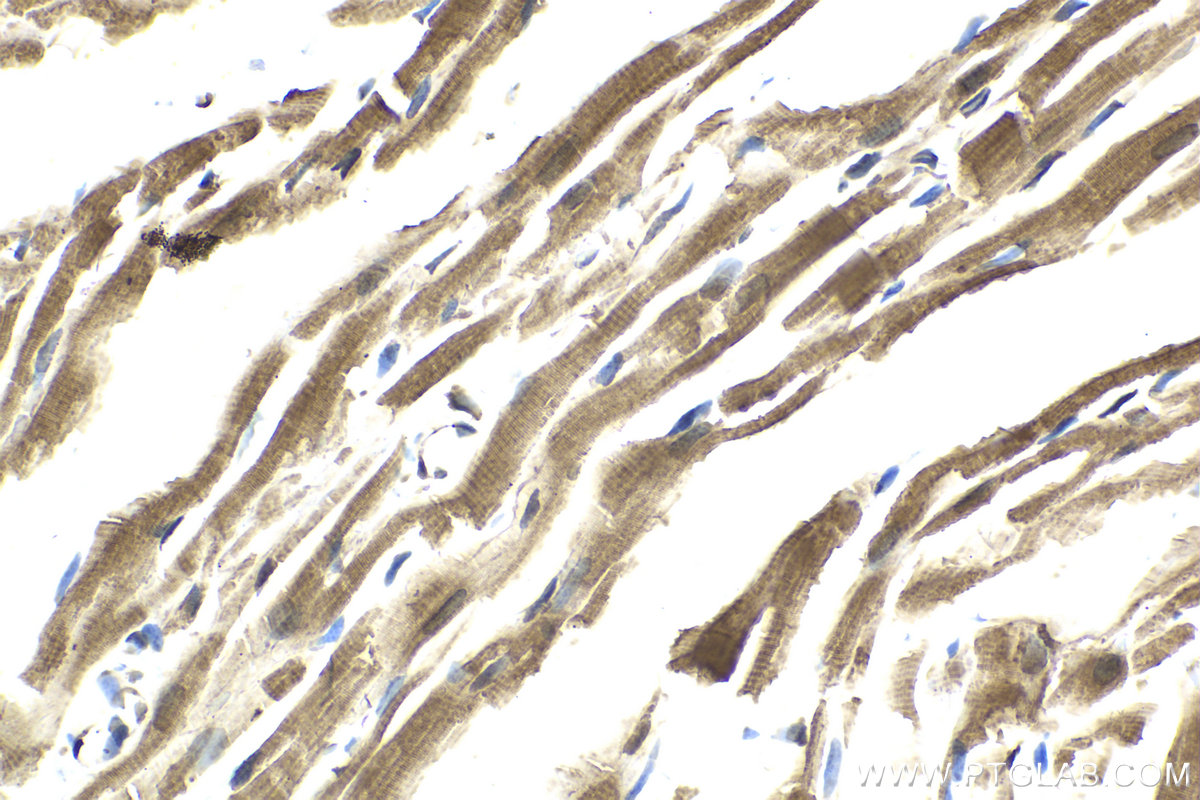 Immunohistochemistry (IHC) staining of rat heart tissue using MOCS2B Polyclonal antibody (14416-1-AP)