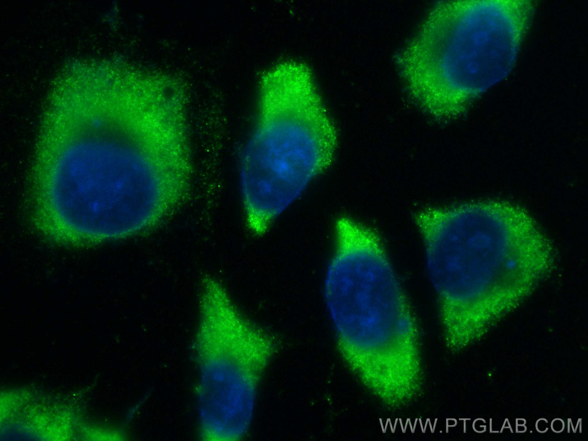 Immunofluorescence (IF) / fluorescent staining of HeLa cells using CoraLite® Plus 488-conjugated MOCS2 Monoclonal ant (CL488-68308)