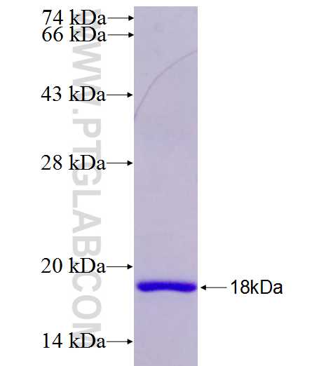 MOCS3 fusion protein Ag26751 SDS-PAGE