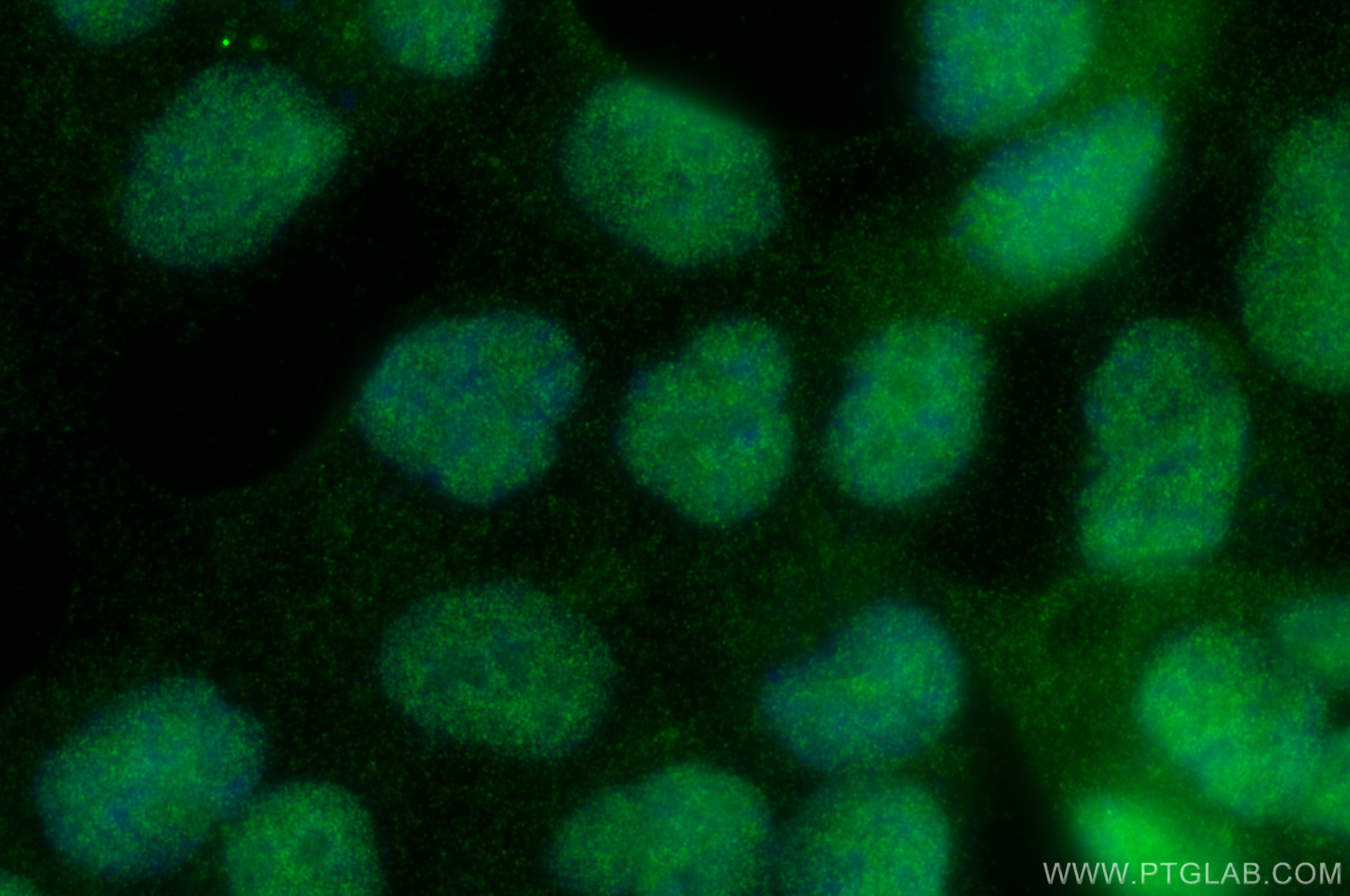 Immunofluorescence (IF) / fluorescent staining of HCT 116 cells using MOF Polyclonal antibody (13842-1-AP)