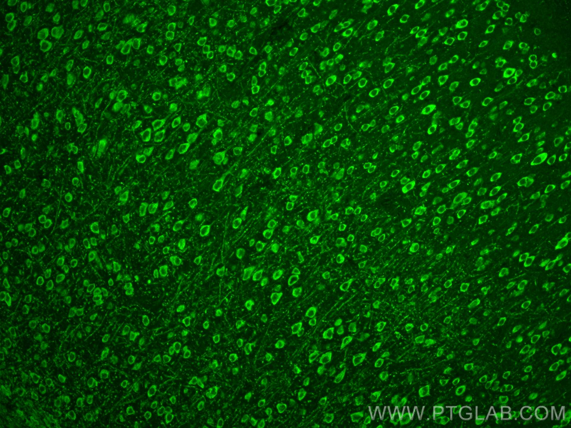 Immunofluorescence (IF) / fluorescent staining of mouse brain tissue using MOG Polyclonal antibody (12690-1-AP)