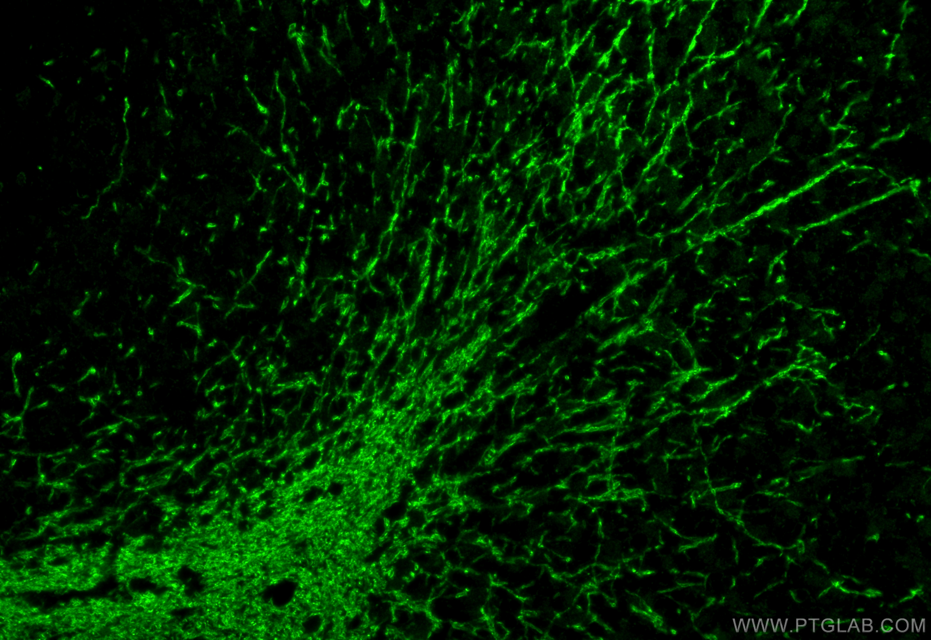 Immunofluorescence (IF) / fluorescent staining of mouse cerebellum tissue using MOG Polyclonal antibody (28752-1-AP)