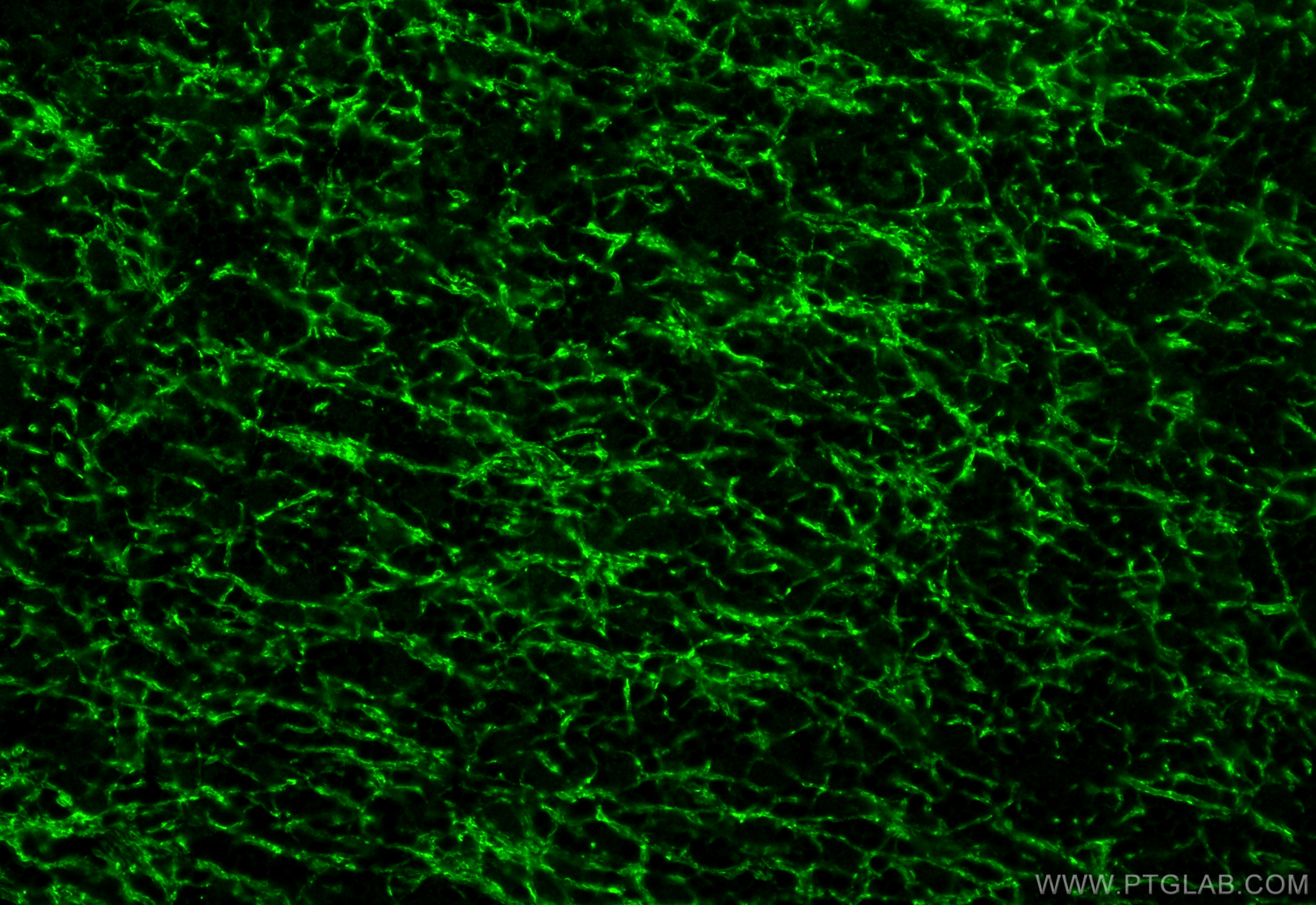 Immunofluorescence (IF) / fluorescent staining of rat cerebellum tissue using MOG Polyclonal antibody (28752-1-AP)