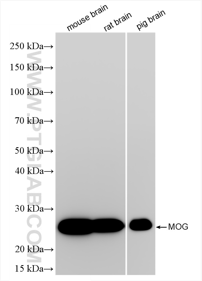Western Blot (WB) analysis of various lysates using MOG Recombinant antibody (83063-6-RR)