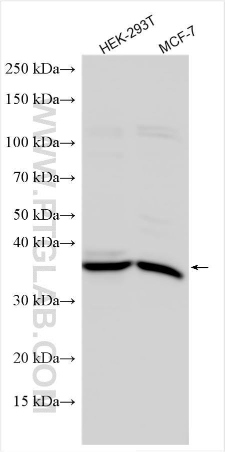 Western Blot (WB) analysis of various lysates using MORF4L1 Polyclonal antibody (30673-1-AP)