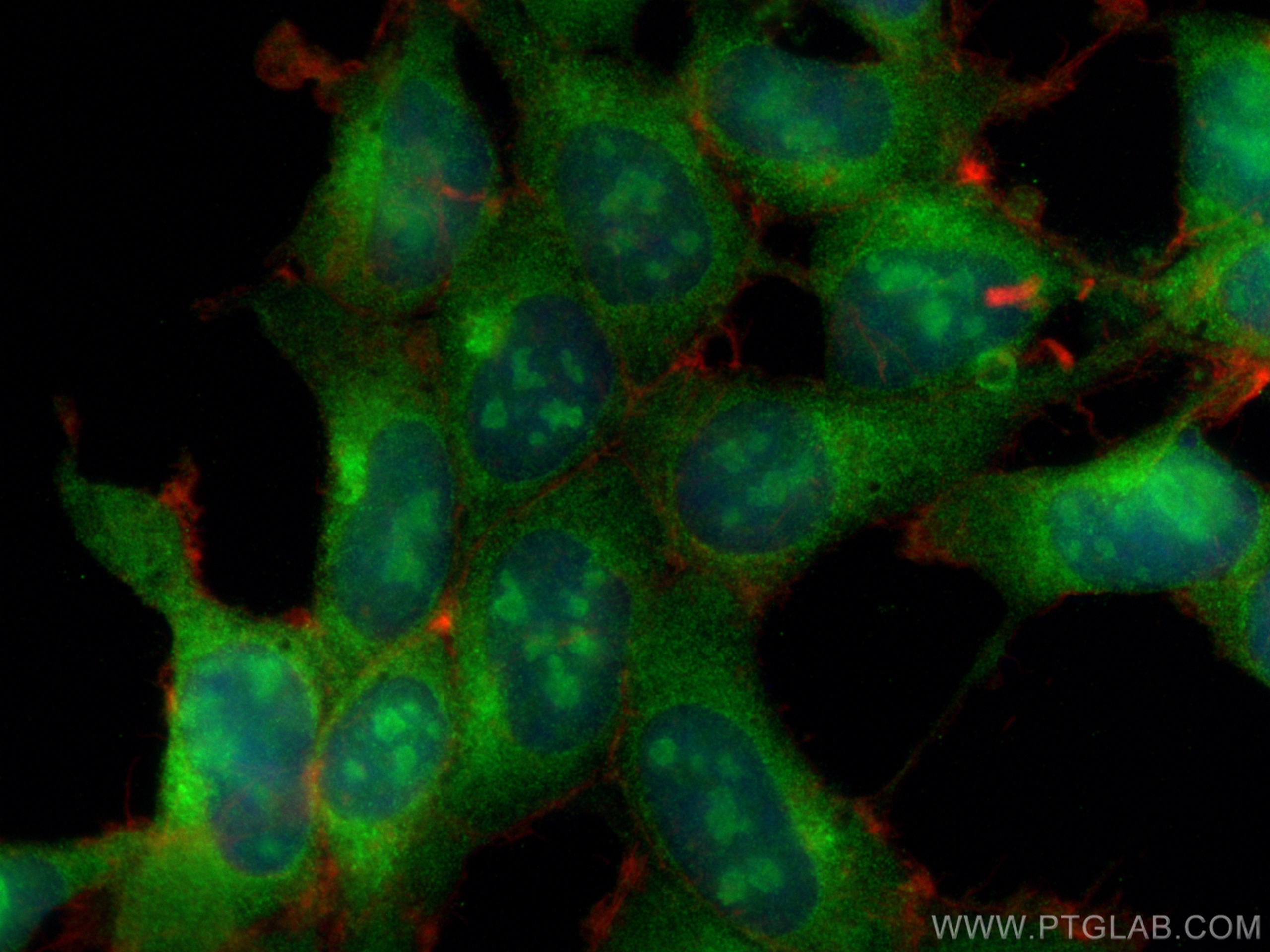 Immunofluorescence (IF) / fluorescent staining of HEK-293 cells using MORG1 Polyclonal antibody (27244-1-AP)