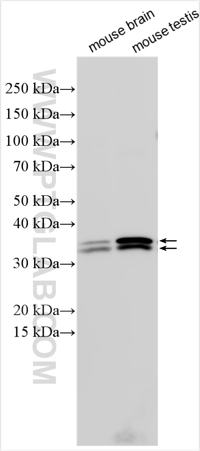 Western Blot (WB) analysis of various lysates using MORG1 Polyclonal antibody (27244-1-AP)