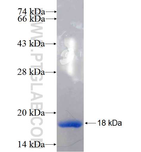 MORN4 fusion protein Ag23777 SDS-PAGE