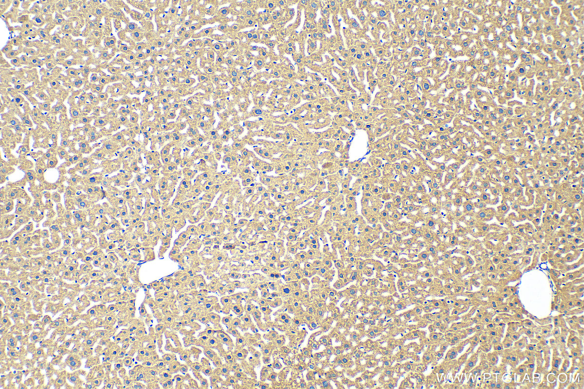 Immunohistochemistry (IHC) staining of mouse liver tissue using MOSC2 Polyclonal antibody (24782-1-AP)