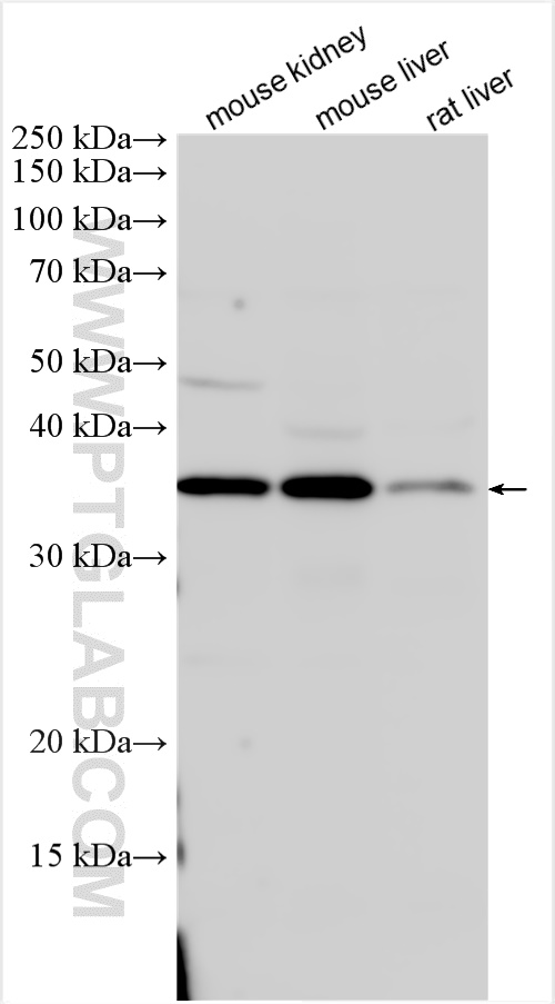 Western Blot (WB) analysis of various lysates using MOSC2 Polyclonal antibody (24782-1-AP)