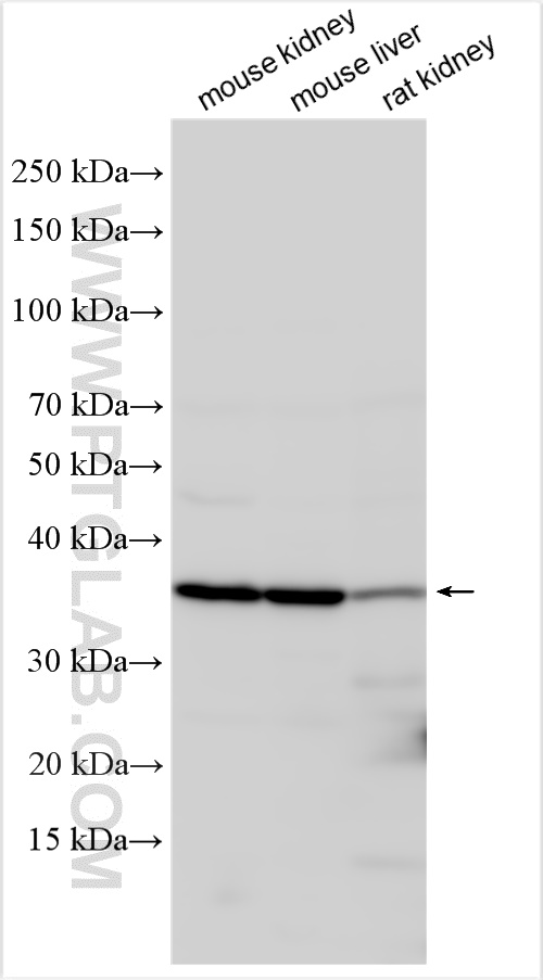 Western Blot (WB) analysis of various lysates using MOSC2 Polyclonal antibody (24782-1-AP)