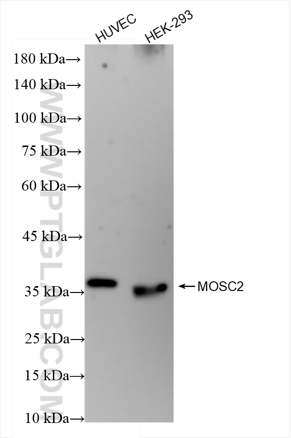 MOSC2