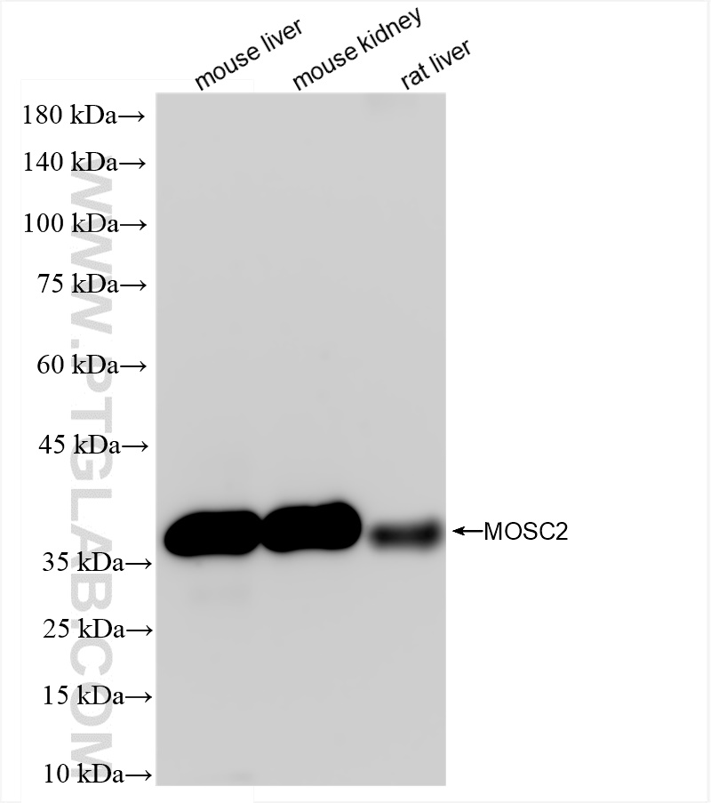 Western Blot (WB) analysis of various lysates using MOSC2 Recombinant antibody (83705-2-RR)