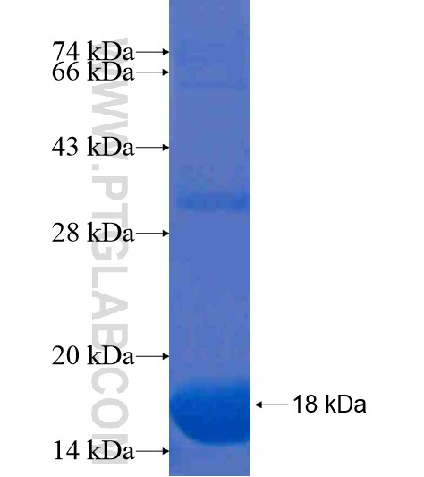 MOSC2 fusion protein Ag20706 SDS-PAGE