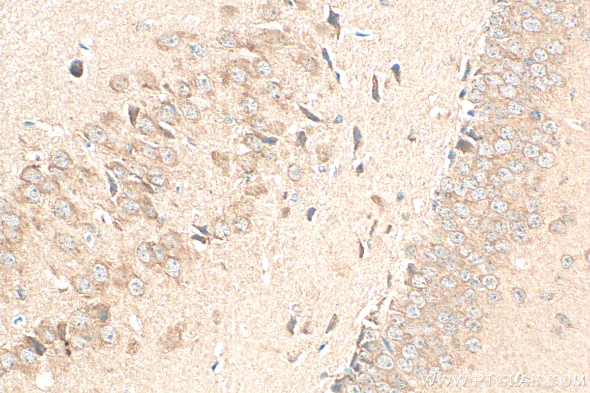 Immunohistochemistry (IHC) staining of mouse brain tissue using MPI Monoclonal antibody (68417-1-Ig)