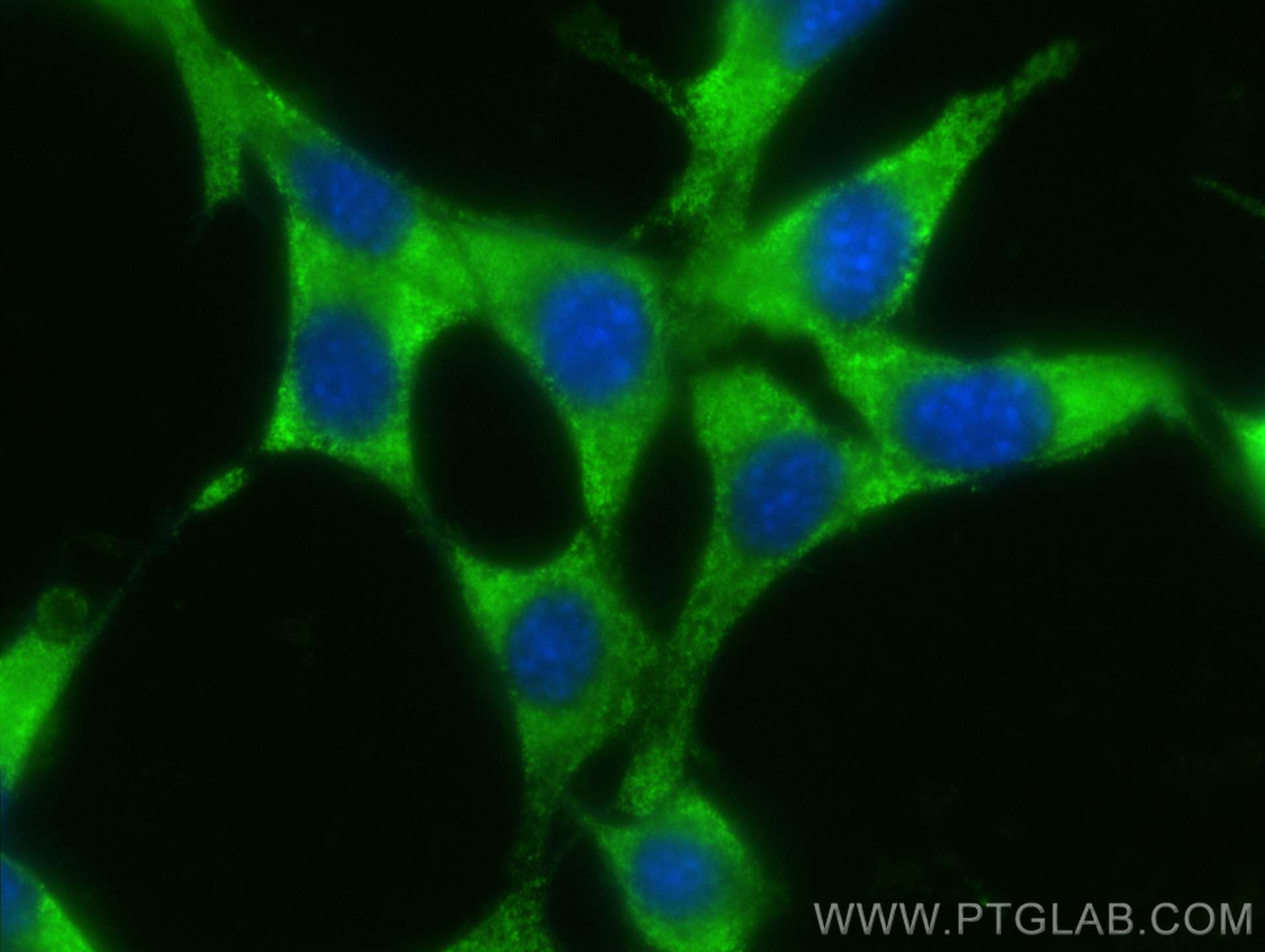 Immunofluorescence (IF) / fluorescent staining of NIH/3T3 cells using CoraLite® Plus 488-conjugated MPI Monoclonal antib (CL488-68417)