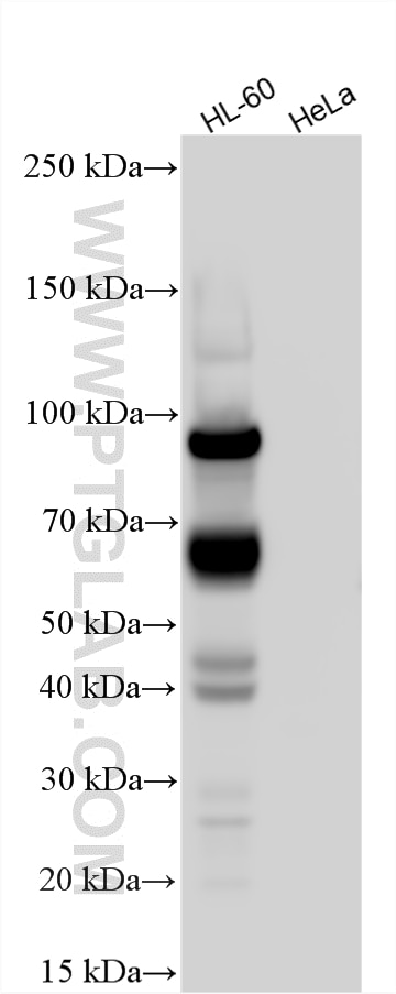 Western Blot (WB) analysis of various lysates using MPO Polyclonal antibody (22225-1-AP)
