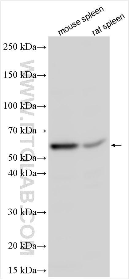 Western Blot (WB) analysis of various lysates using MPO Polyclonal antibody (32385-1-AP)