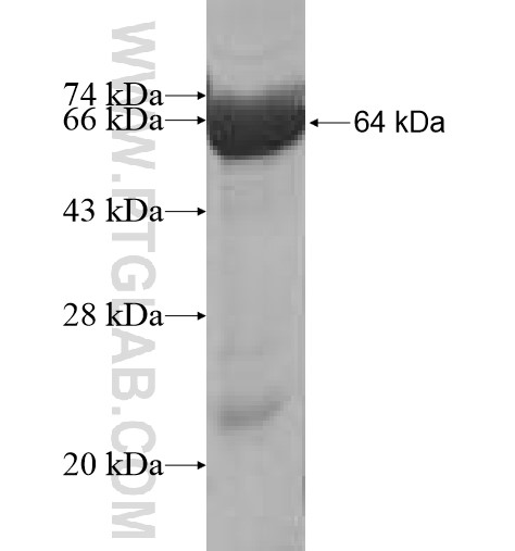 MPP1 fusion protein Ag6439 SDS-PAGE