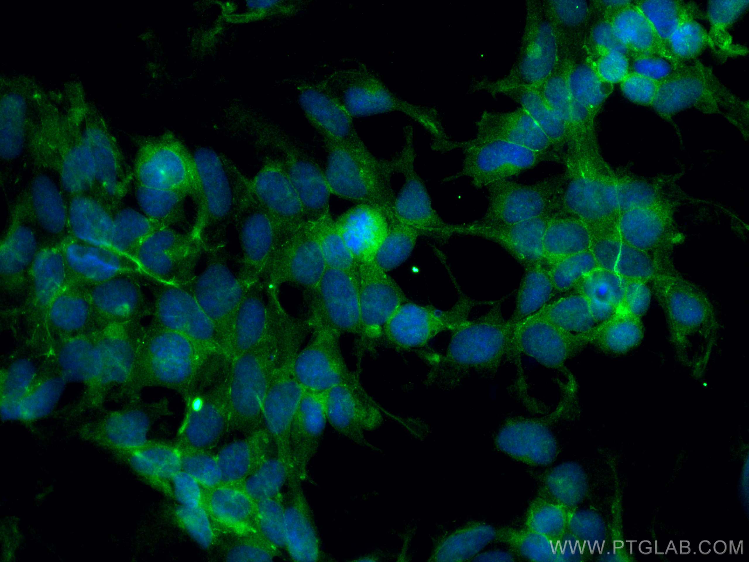 Immunofluorescence (IF) / fluorescent staining of HEK-293 cells using MPP5 Polyclonal antibody (17710-1-AP)