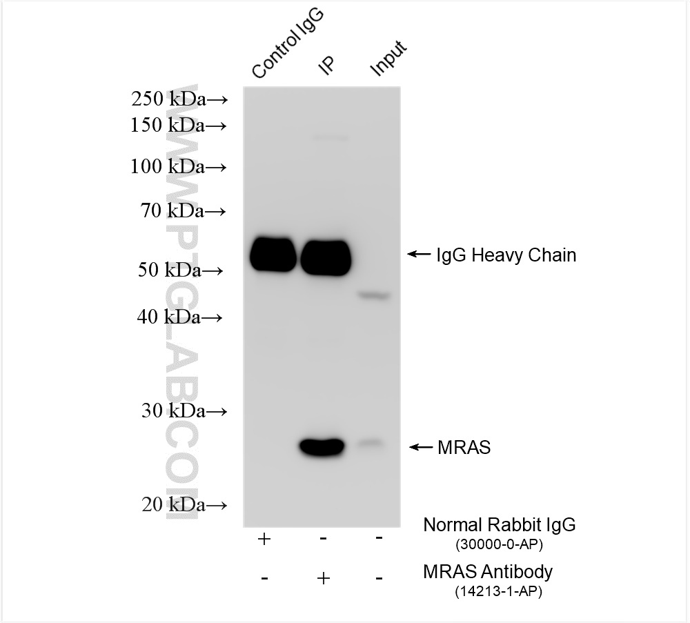 Immunoprecipitation (IP) experiment of mouse brain tissue using MRAS Polyclonal antibody (14213-1-AP)