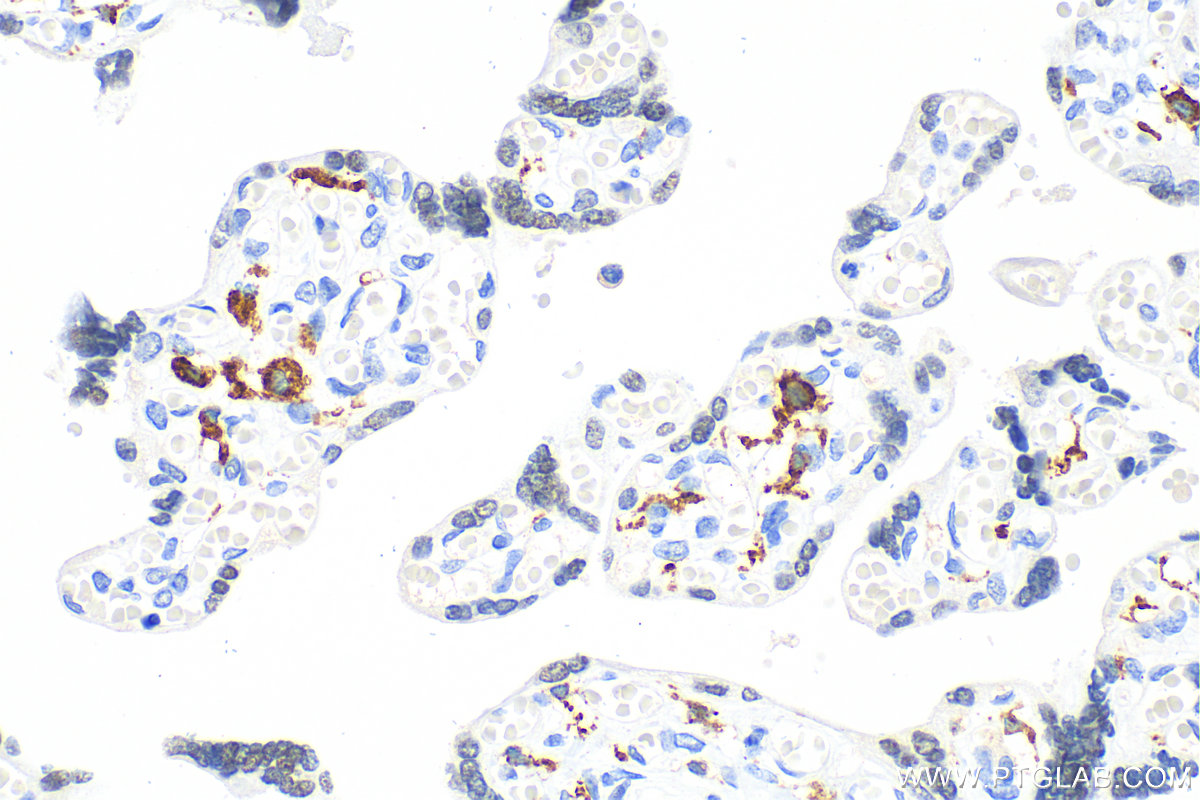 Immunohistochemistry (IHC) staining of human placenta tissue using CD206 Monoclonal antibody (60143-1-Ig)