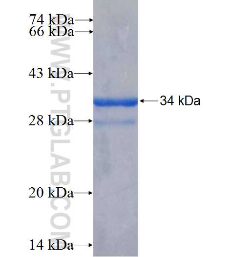 MRGPRF fusion protein Ag26661 SDS-PAGE