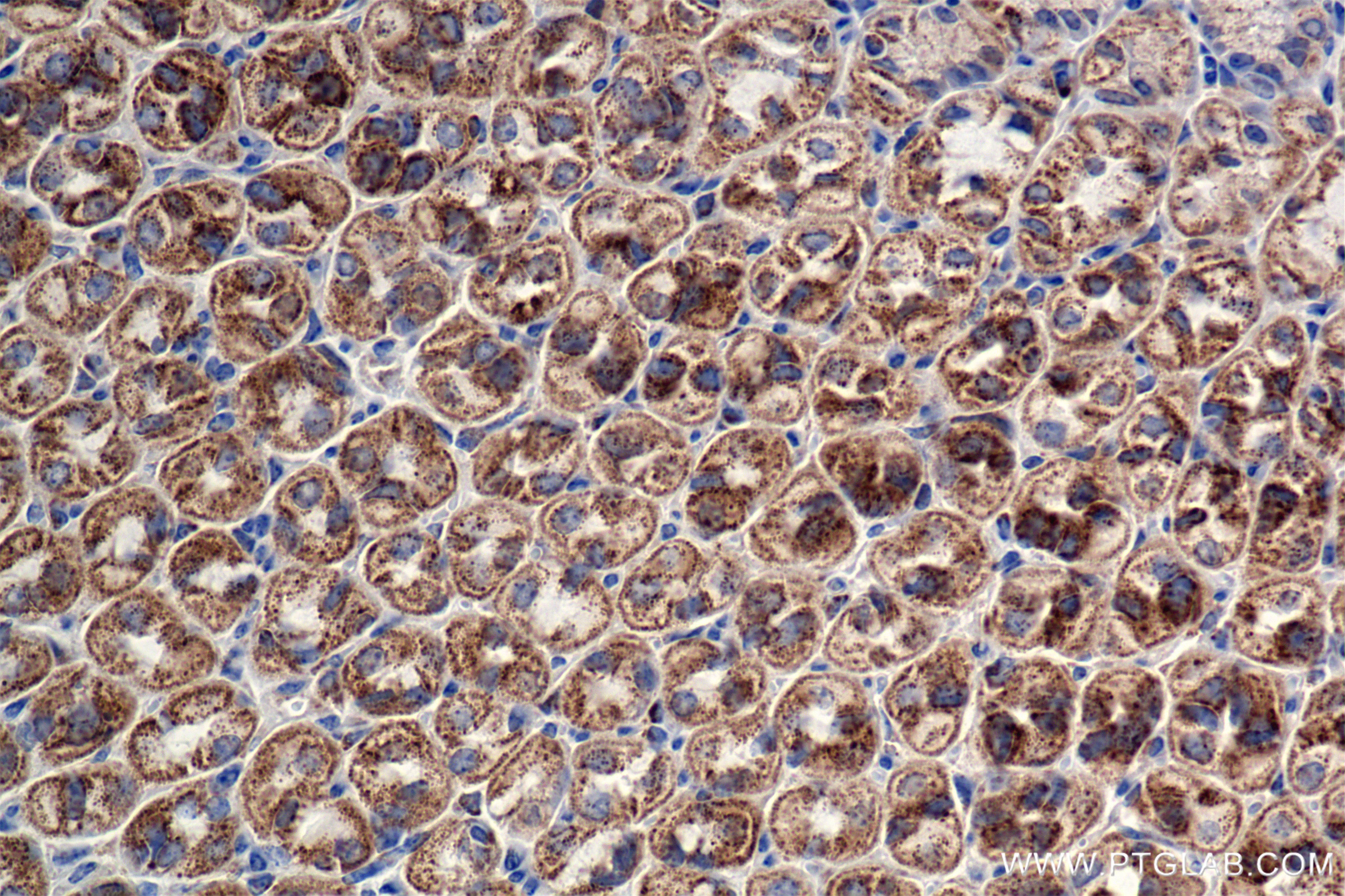Immunohistochemistry (IHC) staining of mouse stomach tissue using MRPL12 Recombinant antibody (85070-5-RR)
