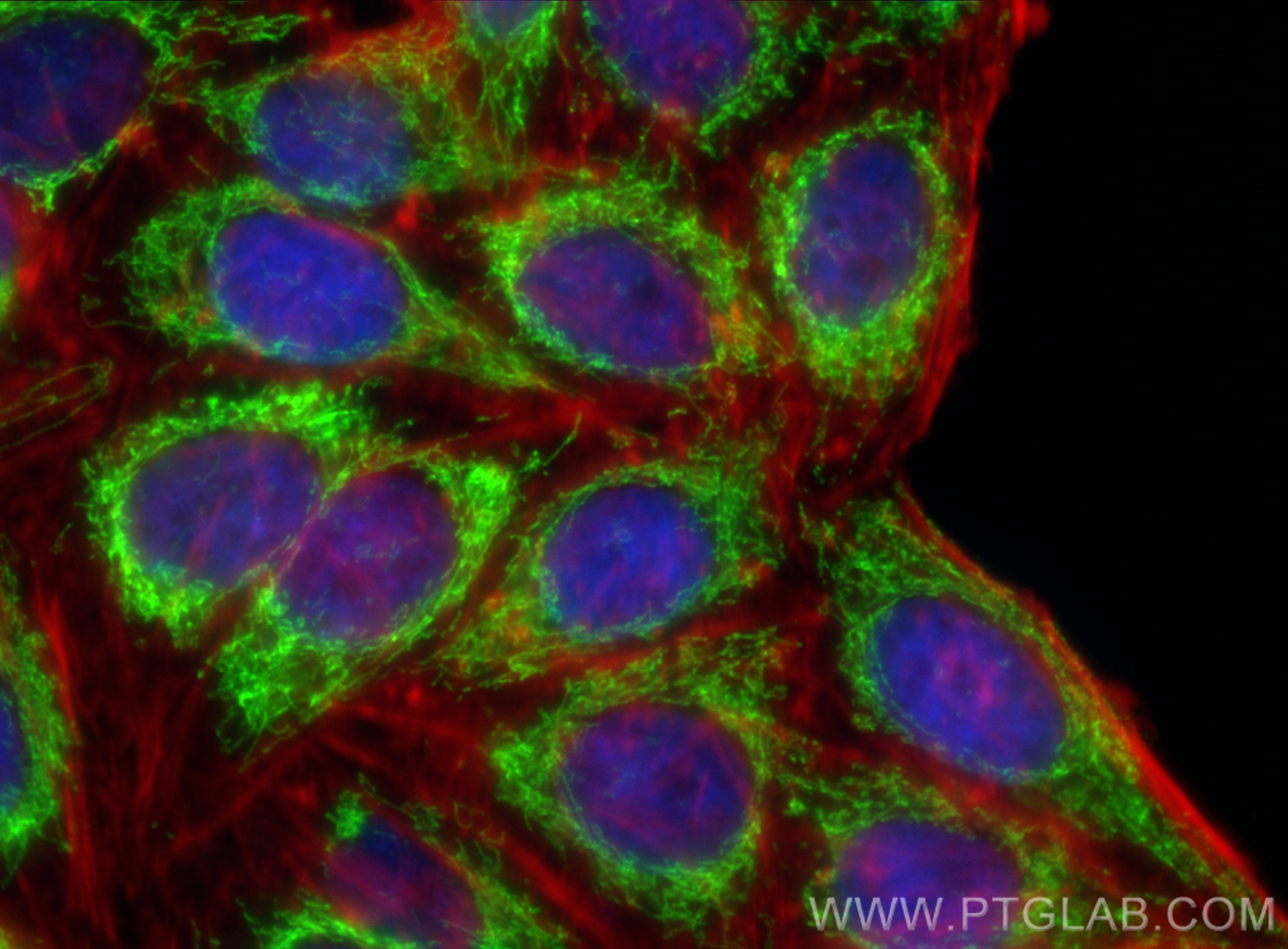 Immunofluorescence (IF) / fluorescent staining of HepG2 cells using CoraLite® Plus 488-conjugated MRPL12 Recombinant a (CL488-85070-5)