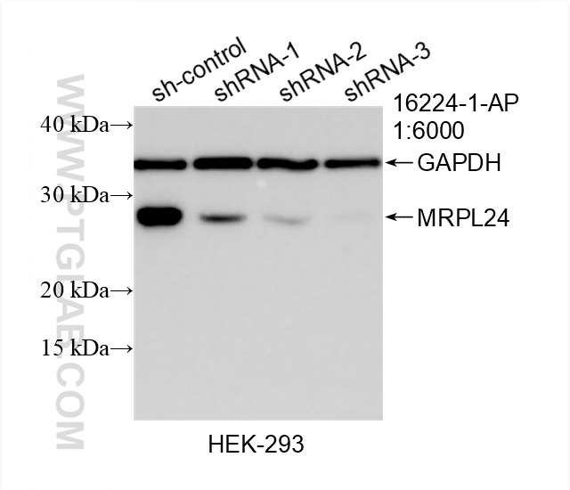 Western Blot (WB) analysis of HEK-293 cells using MRPL24 Polyclonal antibody (16224-1-AP)