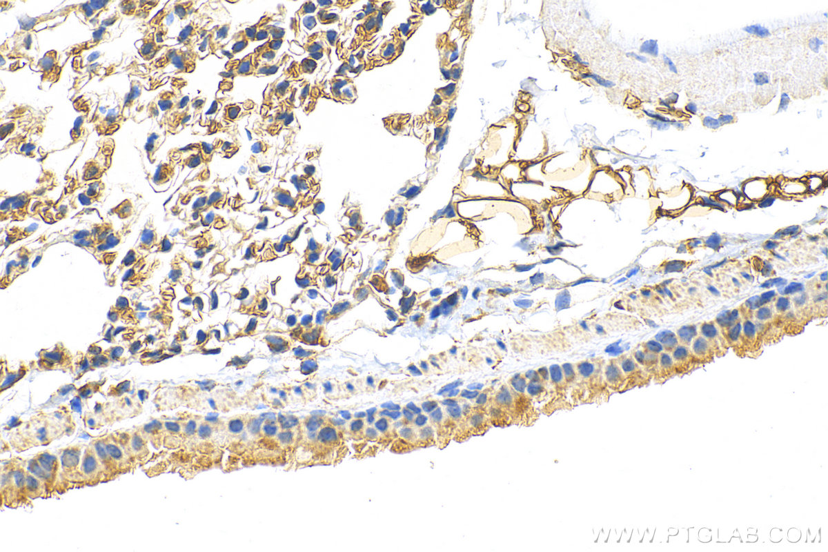 Immunohistochemistry (IHC) staining of mouse lung tissue using MRPL34 Polyclonal antibody (15233-1-AP)