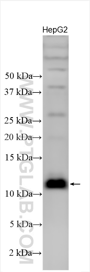 Western Blot (WB) analysis of various lysates using MRPL34 Polyclonal antibody (15233-1-AP)