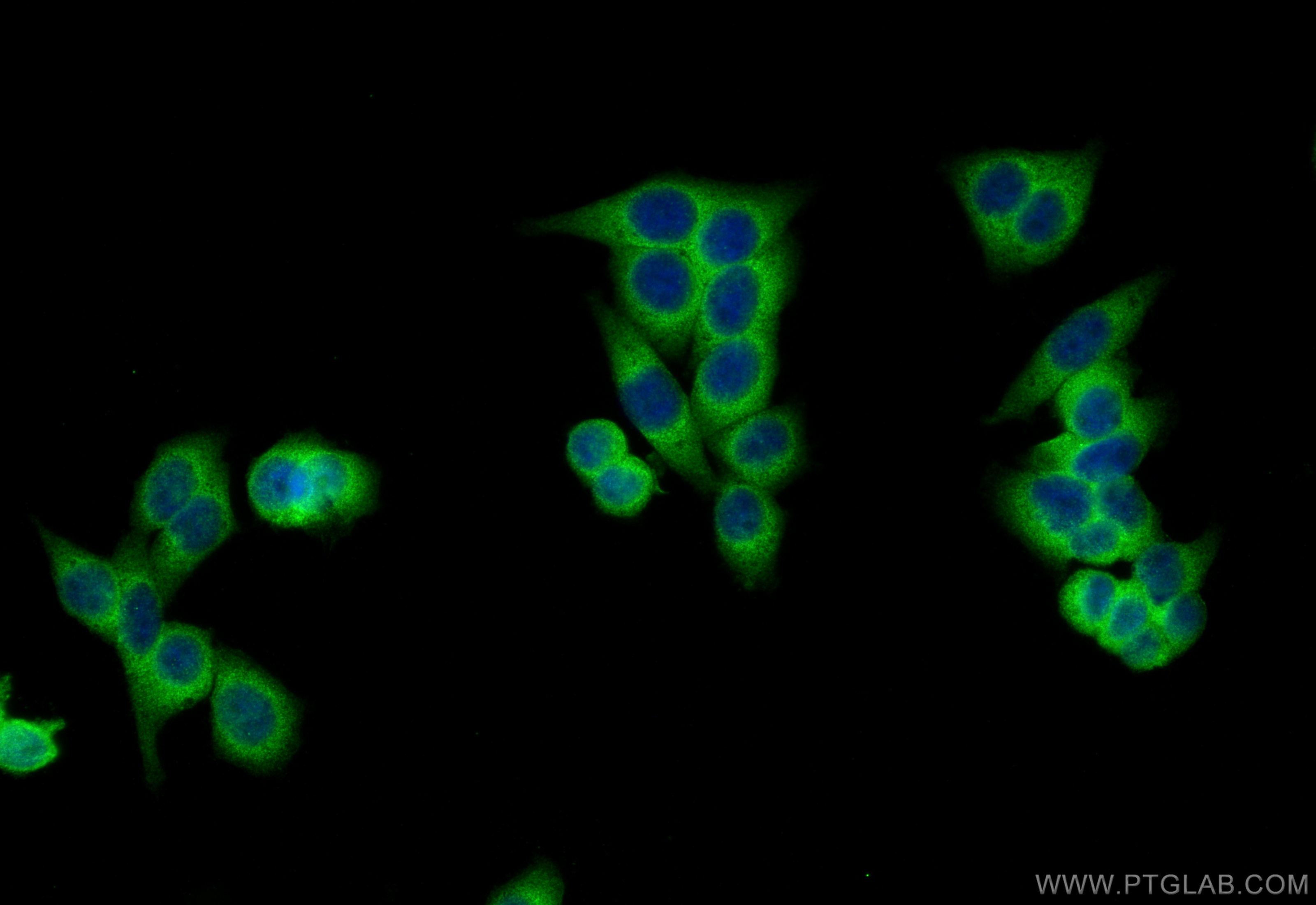 Immunofluorescence (IF) / fluorescent staining of HepG2 cells using MRPL35 Polyclonal antibody (27339-1-AP)