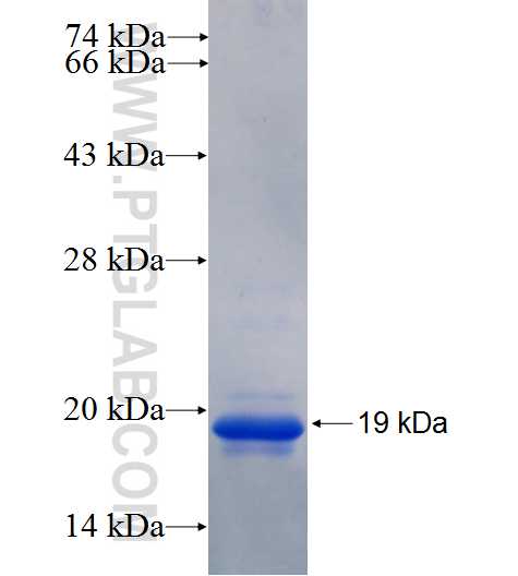 MRPL35 fusion protein Ag26260 SDS-PAGE