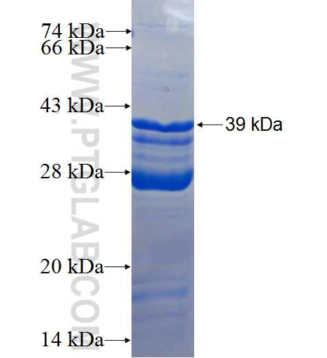 MRPL35 fusion protein Ag26300 SDS-PAGE