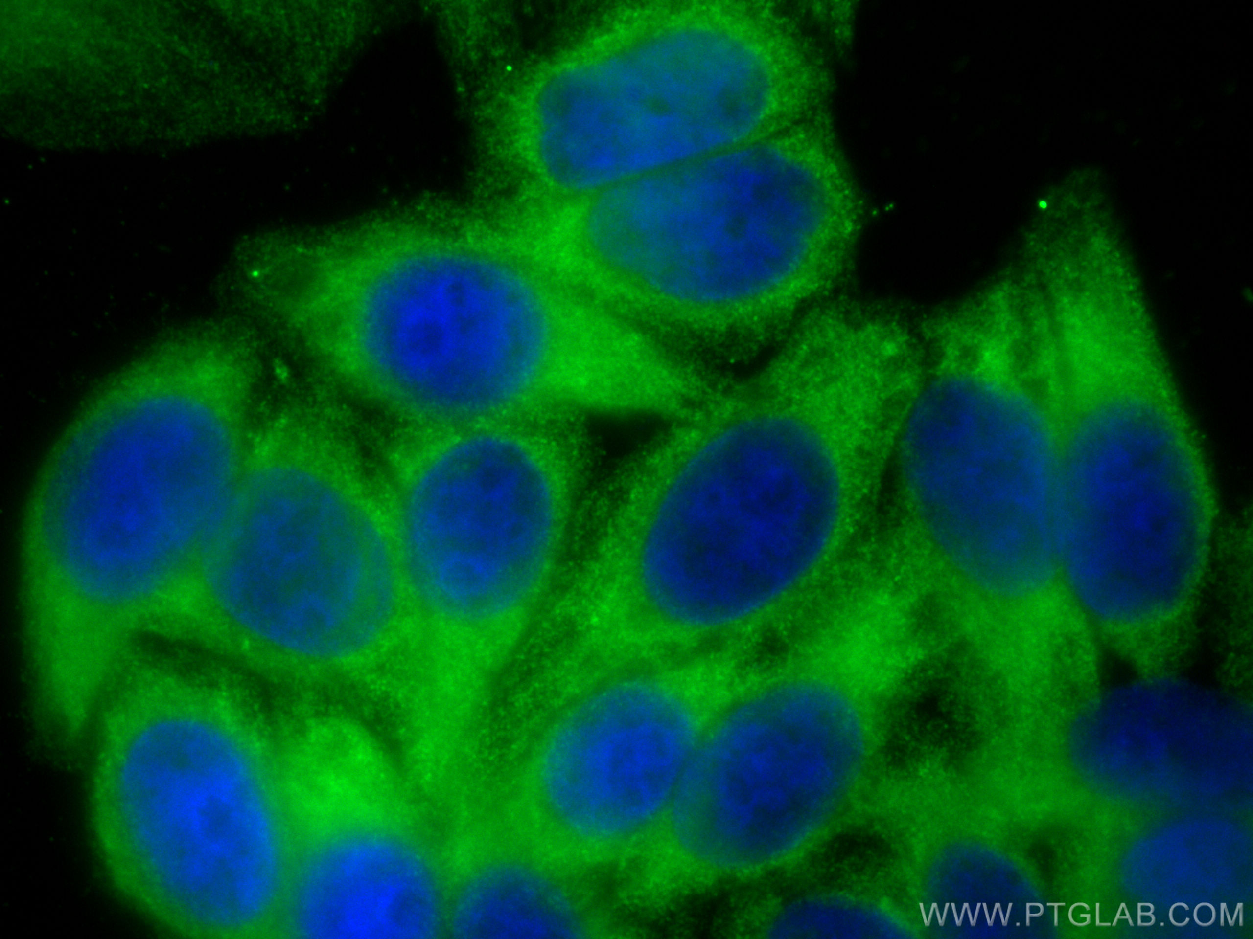 Immunofluorescence (IF) / fluorescent staining of HepG2 cells using MRPL37 Polyclonal antibody (29522-1-AP)