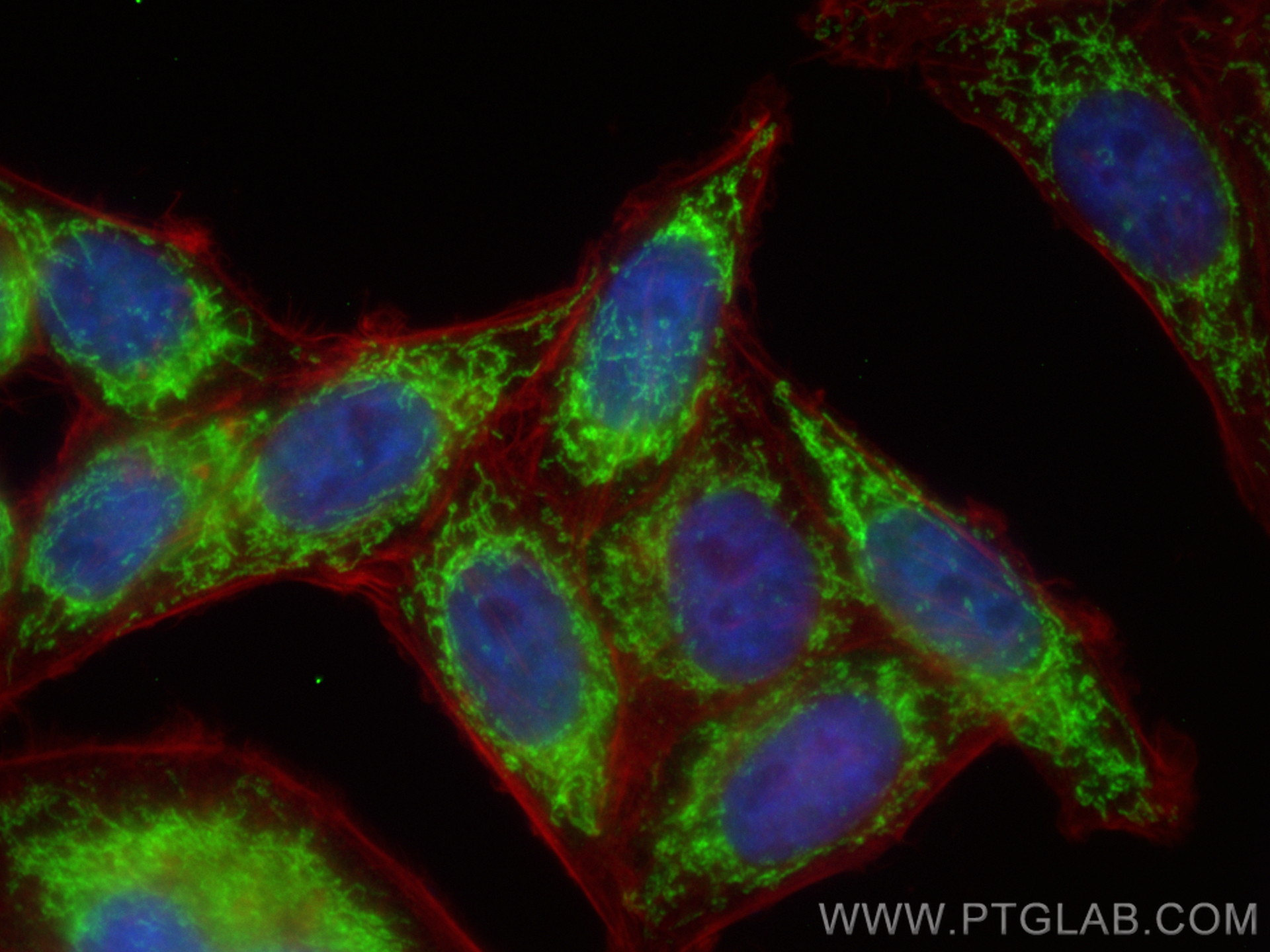 Immunofluorescence (IF) / fluorescent staining of HepG2 cells using MRPL4 Polyclonal antibody (27484-1-AP)