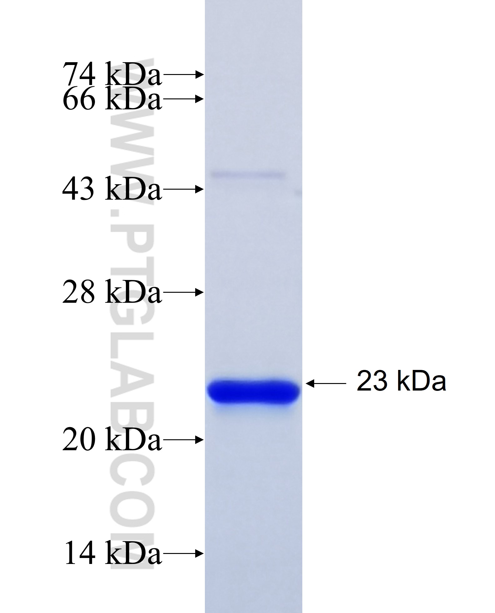 MRPL4 fusion protein Ag26604 SDS-PAGE