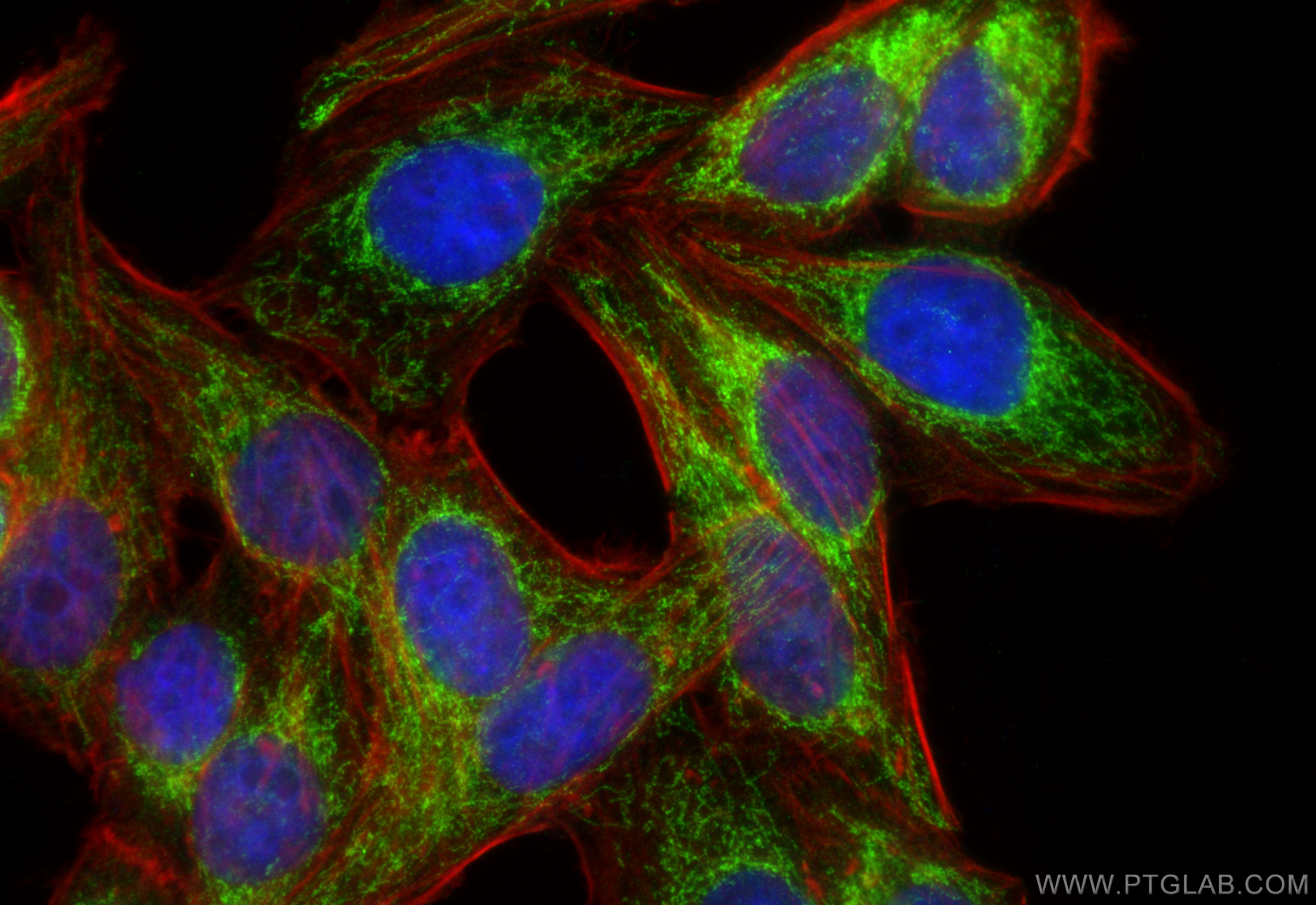 Immunofluorescence (IF) / fluorescent staining of HepG2 cells using MRPS16 Polyclonal antibody (16735-1-AP)