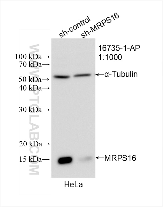 Western Blot (WB) analysis of HeLa cells using MRPS16 Polyclonal antibody (16735-1-AP)