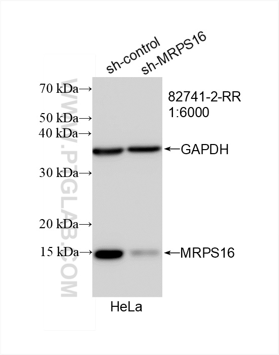 Western Blot (WB) analysis of HeLa cells using MRPS16 Recombinant antibody (82741-2-RR)