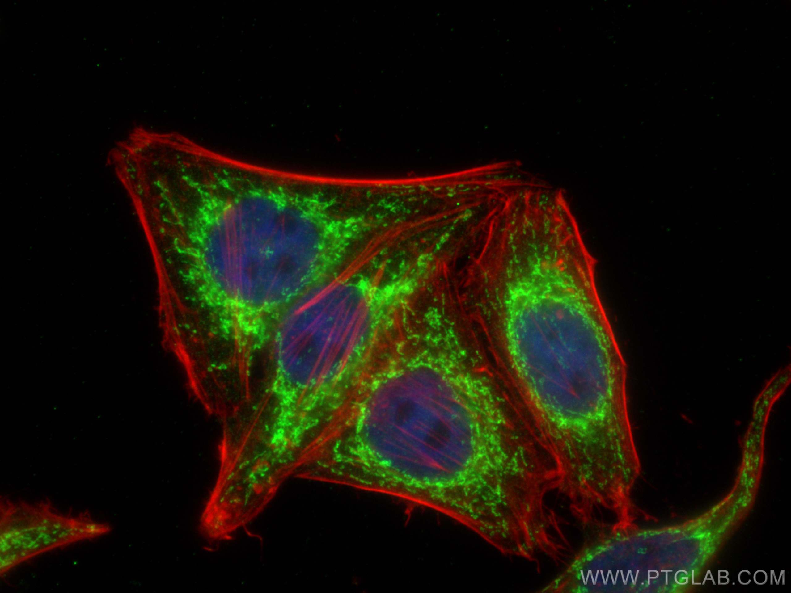 Immunofluorescence (IF) / fluorescent staining of HepG2 cells using MRPS17 Polyclonal antibody (18881-1-AP)