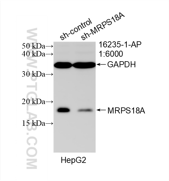 Western Blot (WB) analysis of HepG2 cells using MRPS18A Polyclonal antibody (16235-1-AP)