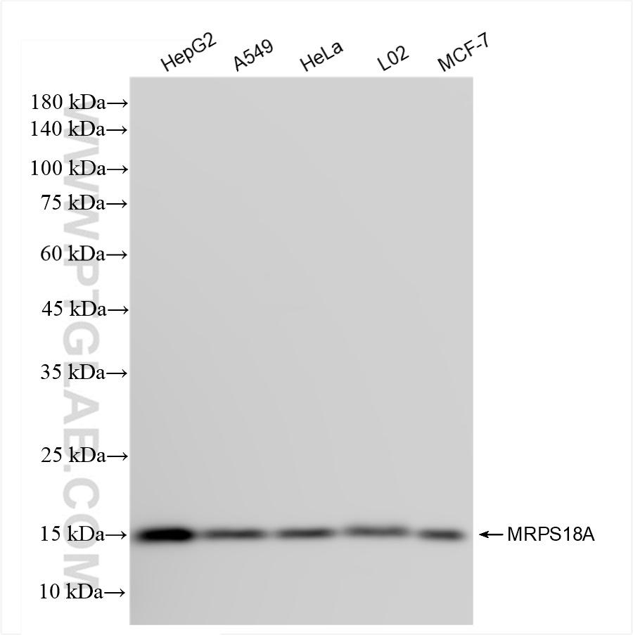 Western Blot (WB) analysis of various lysates using MRPS18A Recombinant antibody (84201-1-RR)