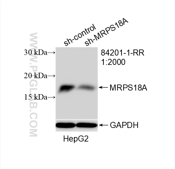 Western Blot (WB) analysis of HepG2 cells using MRPS18A Recombinant antibody (84201-1-RR)