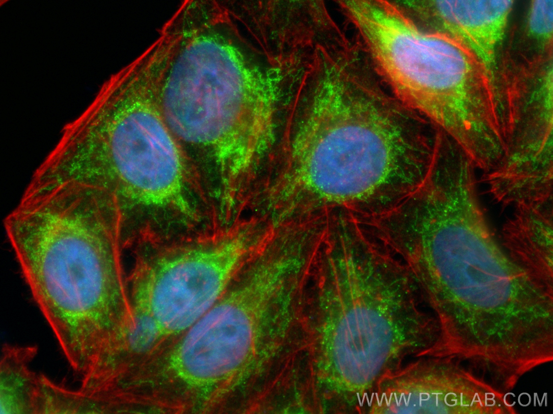 Immunofluorescence (IF) / fluorescent staining of HepG2 cells using MRPS27 Polyclonal antibody (17280-1-AP)