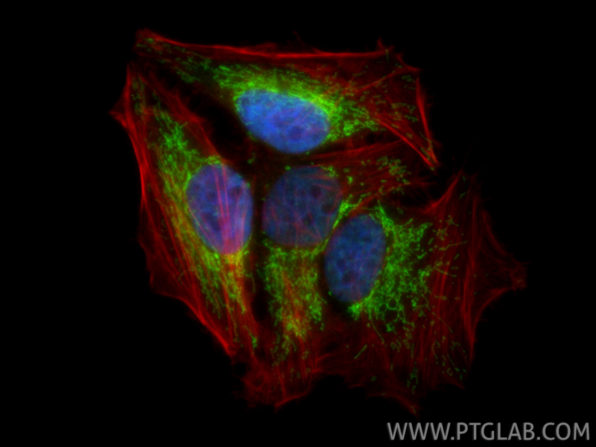 Immunofluorescence (IF) / fluorescent staining of HepG2 cells using MRPS27 Polyclonal antibody (17280-1-AP)