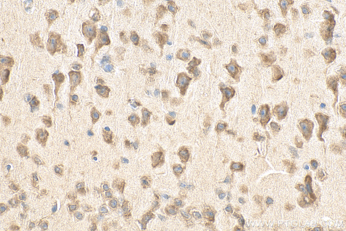 Immunohistochemistry (IHC) staining of mouse brain tissue using MRPS27 Polyclonal antibody (17280-1-AP)