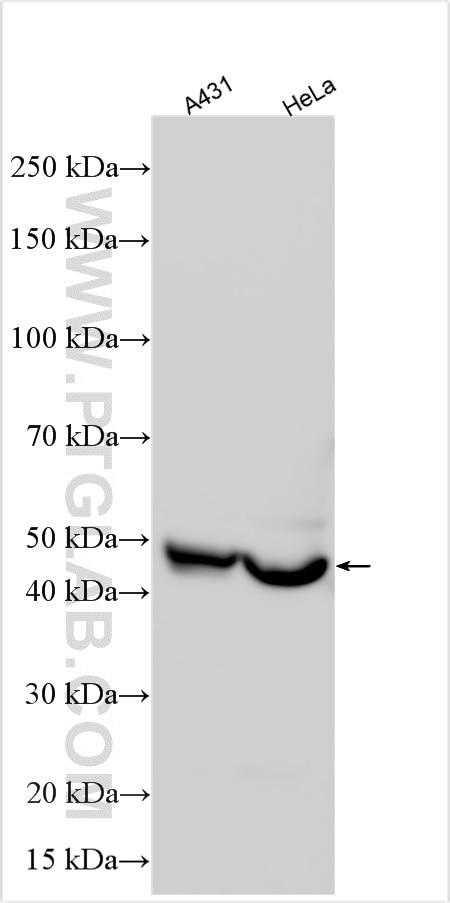 Western Blot (WB) analysis of various lysates using MRPS27 Polyclonal antibody (17280-1-AP)