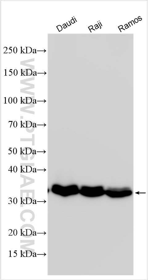Western Blot (WB) analysis of various lysates using CD20 Polyclonal antibody (24828-1-AP)